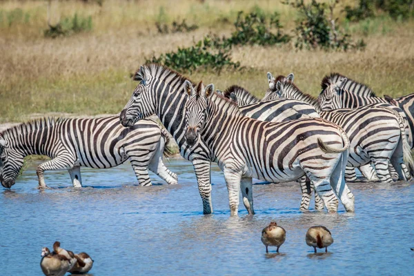 Zebrák ivóvíz a Chobe csoportja. — Stock Fotó