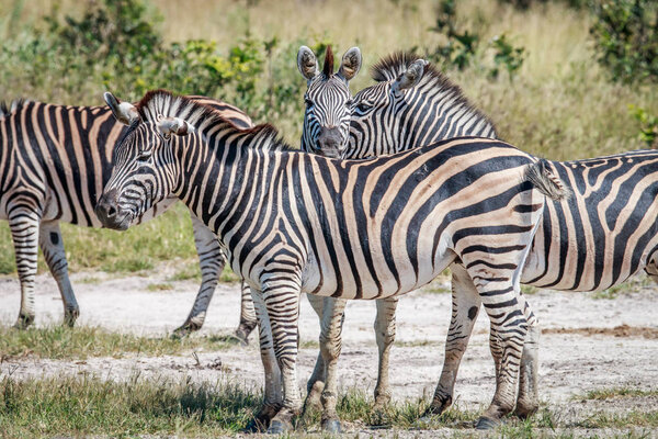 Bonding Zebras in the Chobe National Park, Botswana.