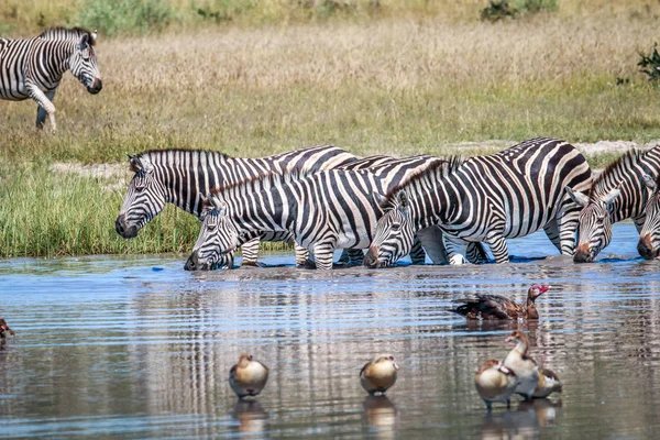 Zebrák ivóvíz a Chobe csoportja. — Stock Fotó