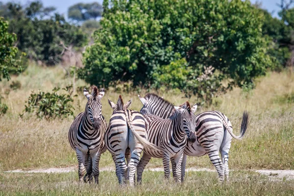 Gruppe Zebras steht im Gras. — Stockfoto