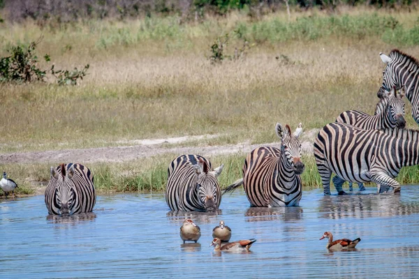 Zebrák ivóvíz a Chobe csoportja. — Stock Fotó