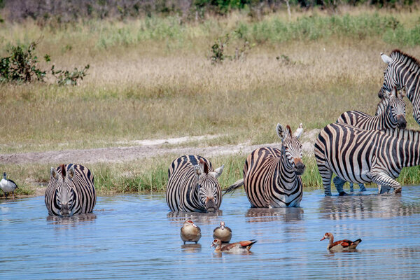 Group of Zebras drinking in the Chobe National Park, Botswana.