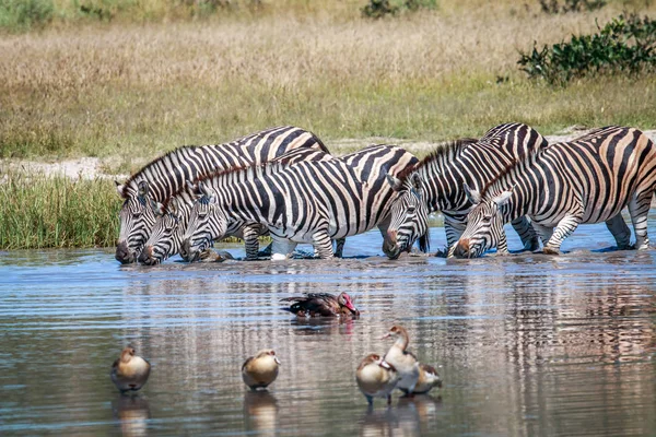 Zebrák ivóvíz a Chobe csoportja. — Stock Fotó