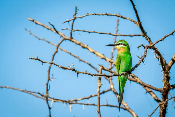 Blauwangen-Bienenfresser auf einem Ast. — Stockfoto