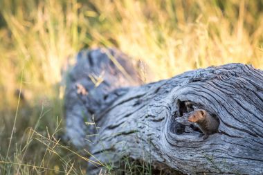Cüce Firavun faresi düşmüş bir ağaç gizleme.
