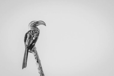 Güney Sarı gagalı Kartallar dal.