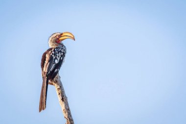 Güney Sarı gagalı Kartallar dal.