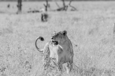 Yüksek çim siyah beyaz dişi aslan.