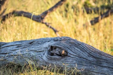 Cüce Firavun faresi düşmüş bir ağaç gizleme.