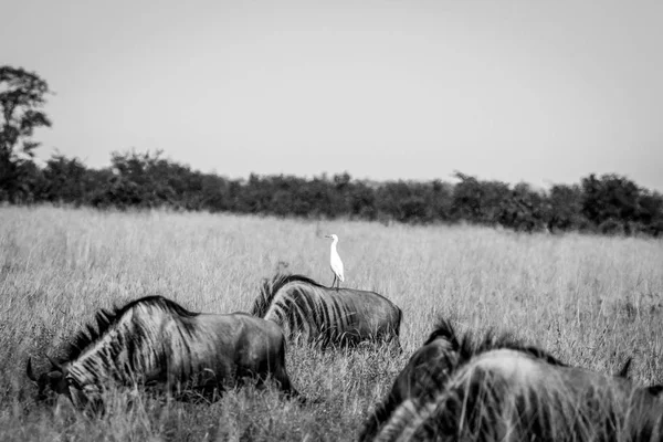 Cattle egret standing on a Blue wildebeest. — Stock Photo, Image