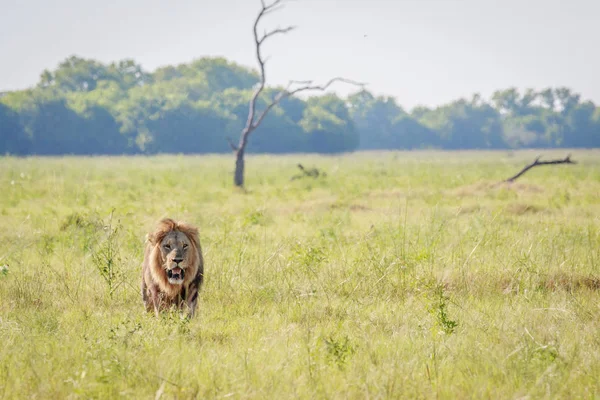 Leão macho caminhando em direção à câmera . — Fotografia de Stock