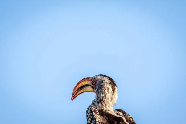 Побочный профиль желтоклювого орлана . — стоковое фото