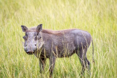 Uzun otların içinde Warthog ayakta.