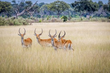 Lechwes ayakta çim.