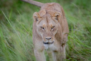 Kameranın doğru yürüyen dişi aslan.
