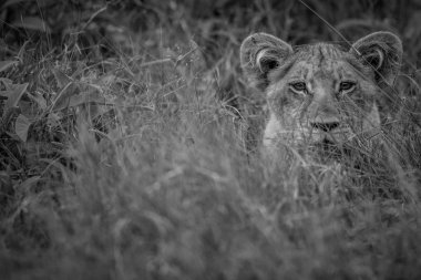 Genç yıldızı kameraya aslan.