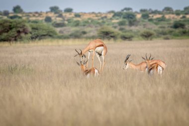 Springbok pronking orta Kalahari.