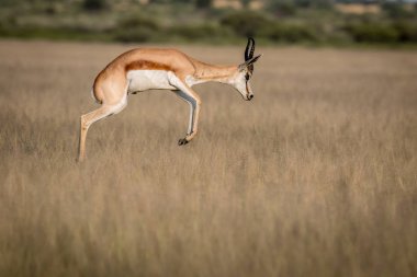 Springbok pronking in the Central Kalahari. clipart