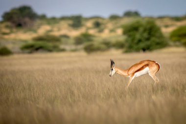 Springbok pronking orta Kalahari.