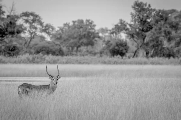 Lechwe se uită la camera foto în alb-negru . — Fotografie, imagine de stoc