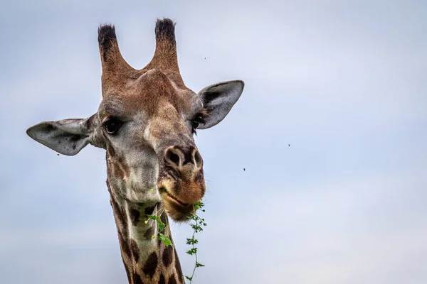 Primo piano di una giraffa che mangia . — Foto Stock