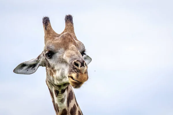 Primer plano de una cabeza de jirafa . — Foto de Stock