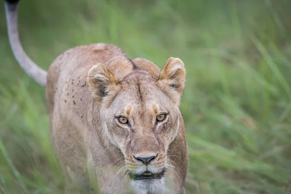 Vrouwelijke Lion lopen naar de camera. — Stockfoto