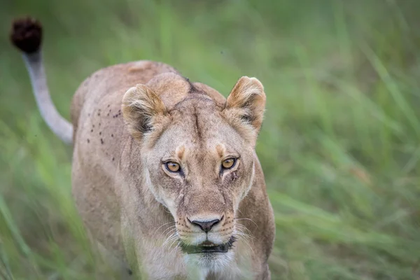 Vrouwelijke Lion lopen naar de camera. — Stockfoto