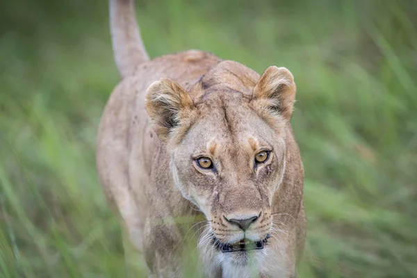 Lion femelle marchant vers la caméra . — Photo