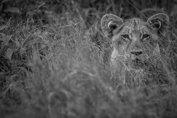 Lion van de jonge acteurs op de camera. — Stockfoto