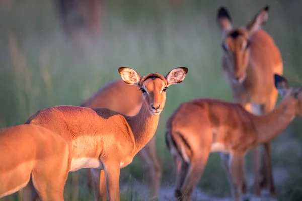 Junge Impala starrt in die Kamera. — Stockfoto