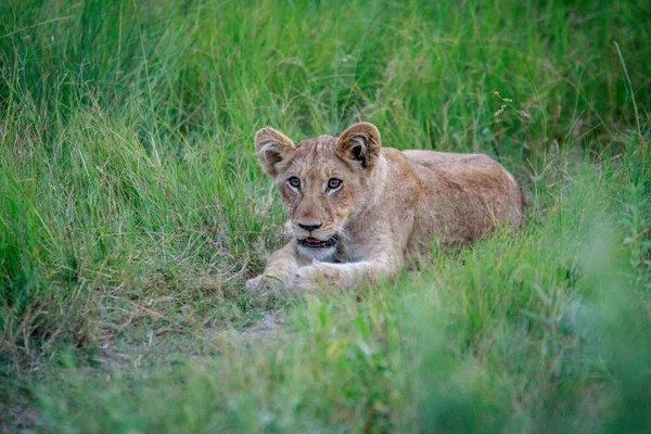 Львиный детёныш лежит в траве . — стоковое фото