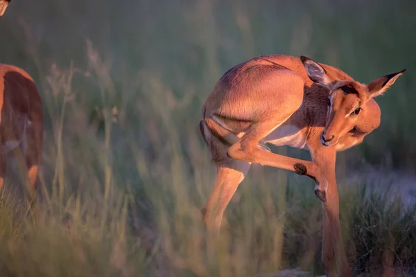 Young Impala grooming itself. — Stock Photo, Image