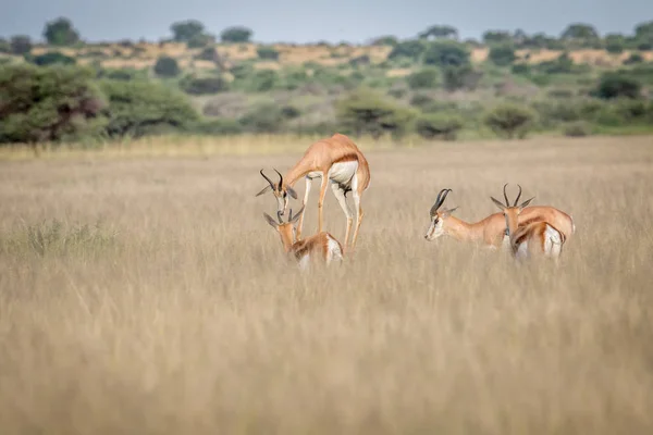 Springbok pronking in de centrale Kalahari. — Stockfoto