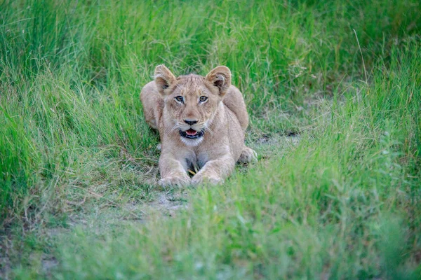 Filhote de leão deitado na grama . — Fotografia de Stock