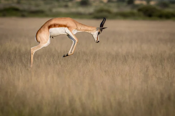 Springbok pronking in the Central Kalahari. — Stock Photo, Image