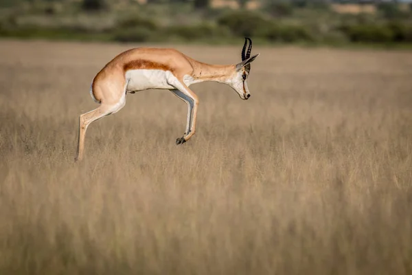 Springbok pronking no Kalahari Central . — Fotografia de Stock