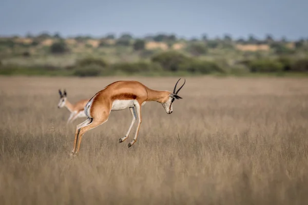 Springbok pronking στην κεντρική Καλαχάρι. — Φωτογραφία Αρχείου