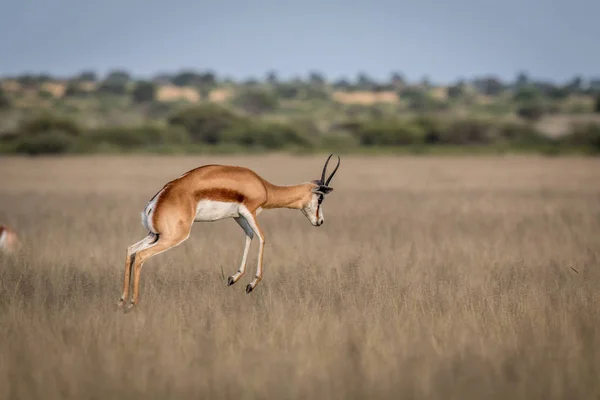 Springbok pronking στην κεντρική Καλαχάρι. — Φωτογραφία Αρχείου