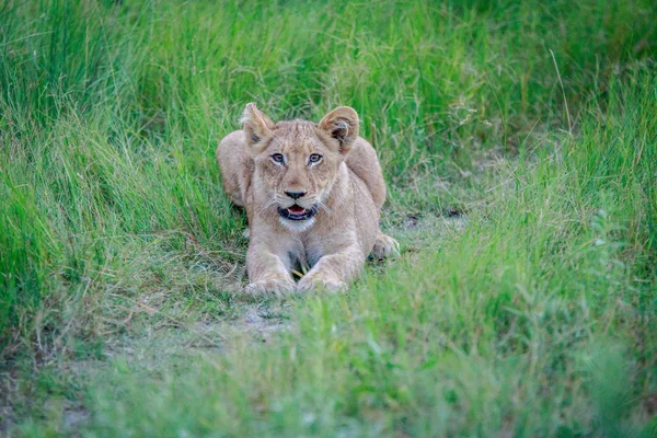 Filhote de leão deitado na grama . — Fotografia de Stock