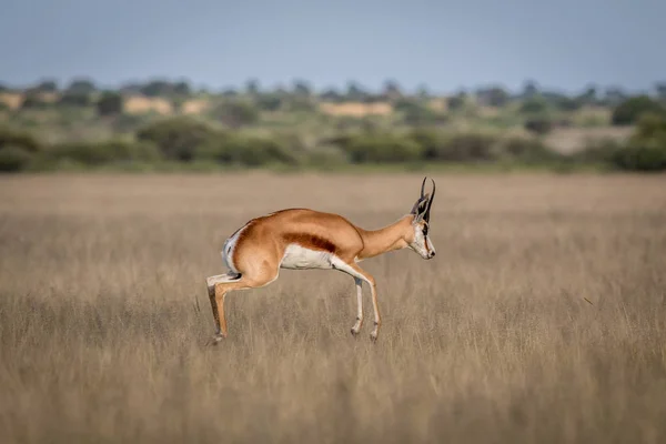 Springbok pronking in the Central Kalahari. — Stock Photo, Image