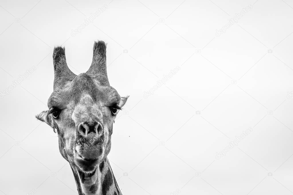 Close up of a Giraffe in black and white.