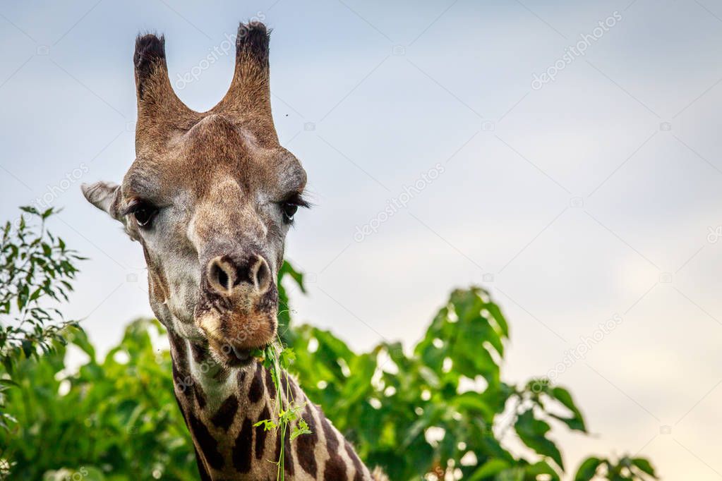 Close up of an eating Giraffe.