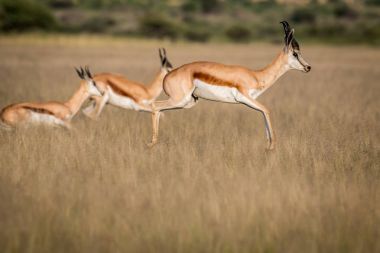 Springboks'ı pronking orta Kalahari.