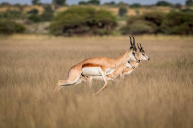 Springboks pronking in the Central Kalahari. clipart