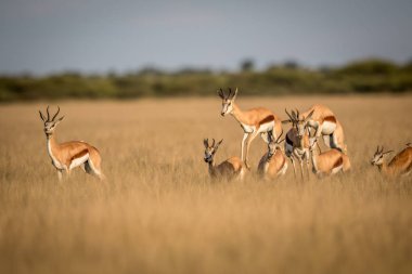 Springboks'ı pronking orta Kalahari.