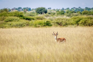 Springbok kameraya yıldızı.