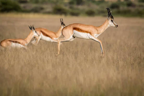 Springboks pronking in de centrale Kalahari. — Stockfoto