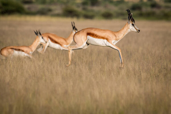 Springboks pronking in the Central Kalahari.