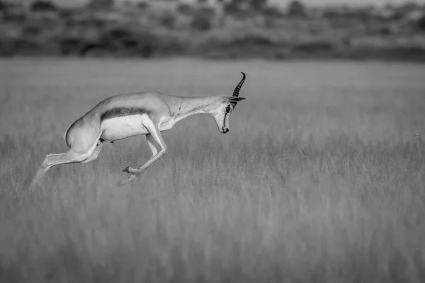 Pronking Springbok w Central Kalahari. — Zdjęcie stockowe